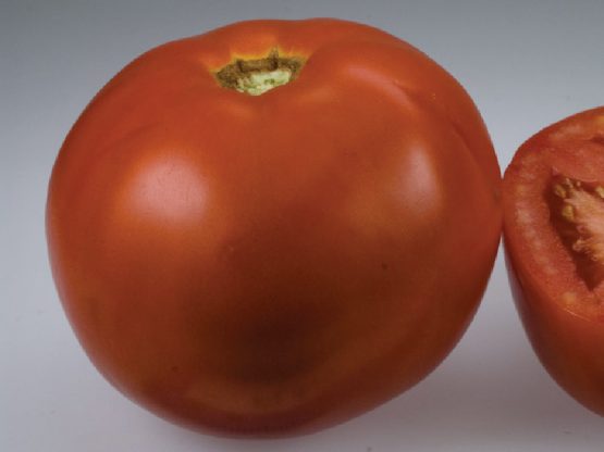 Paradajz Florida F1