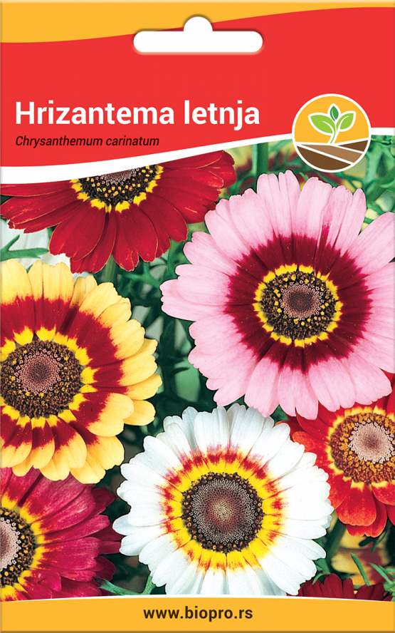 hrizantema