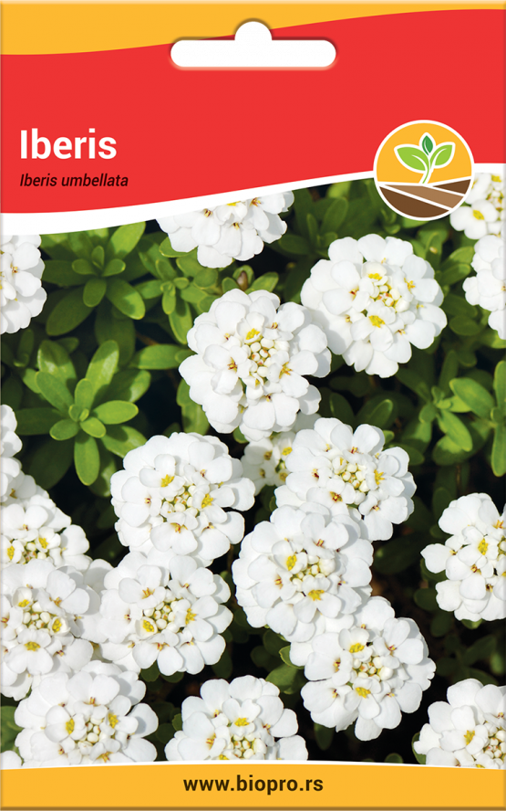iberis