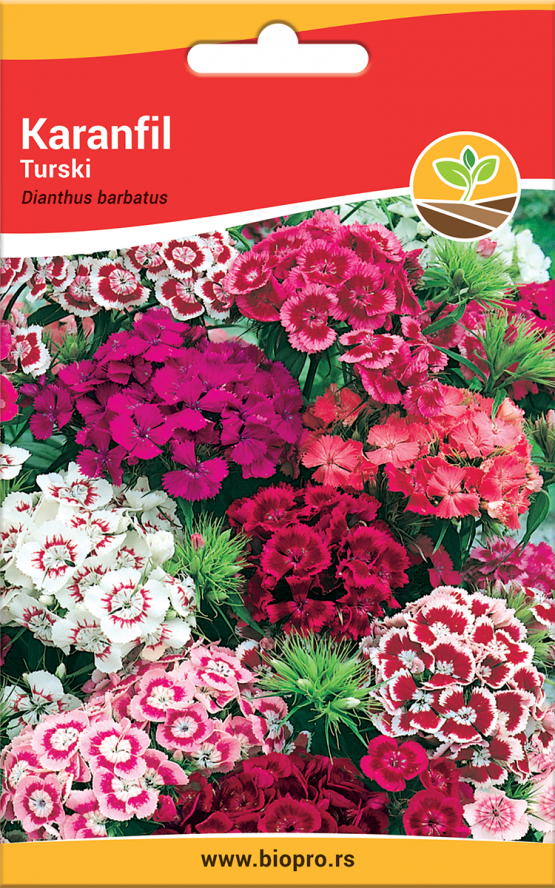 turski karanfil