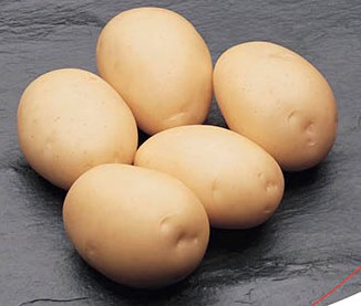 Krompir Carrera (Holandski)