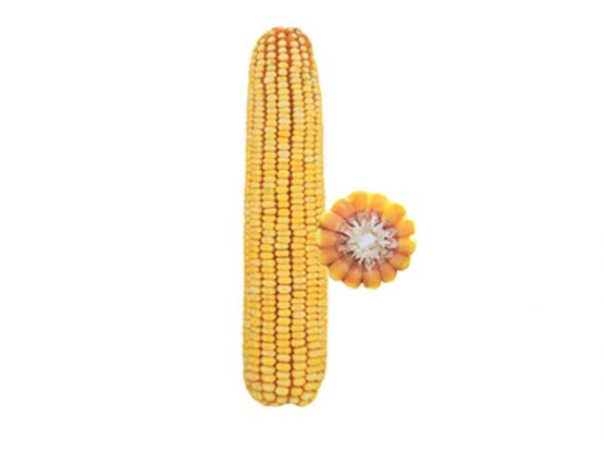 NS hibrid kukuruz seme