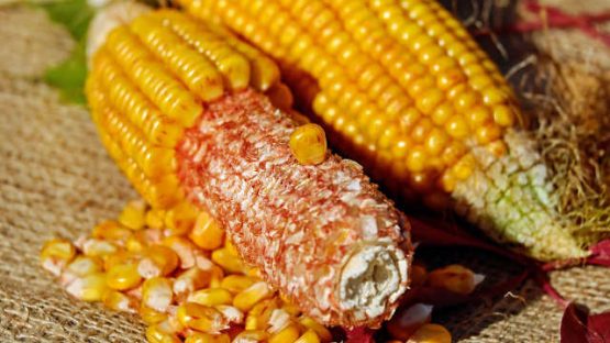 zp hibrid kukuruz seme