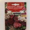 springer seme turski karanfil