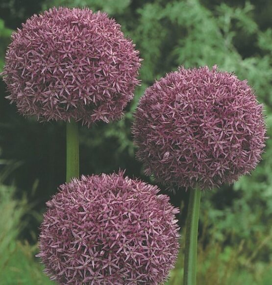 Ukrasni Luk - Alijum