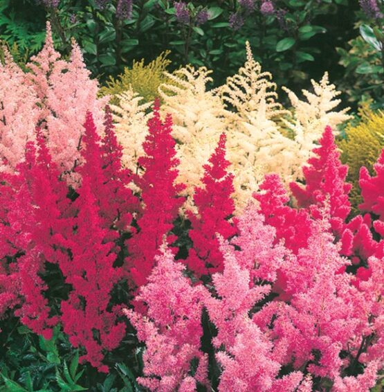 Astilbe