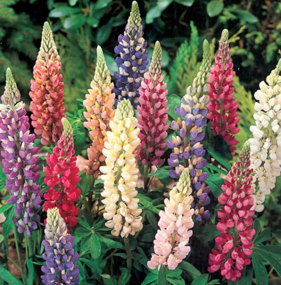 Lupine