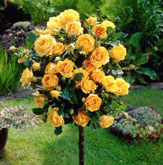 ruza stablasica sadnica