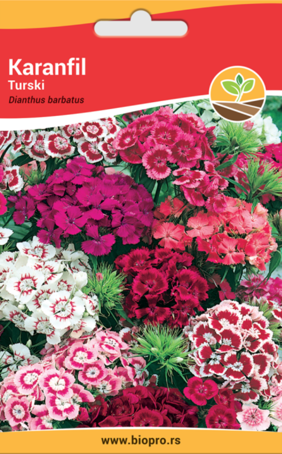 turski karanfil