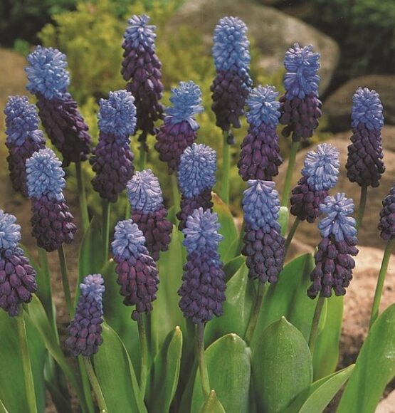 Grozdasti zumbul - Muskari