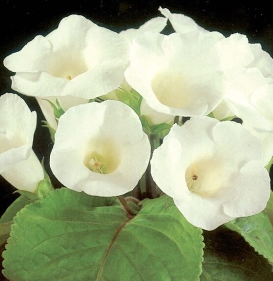 Gloxinia
