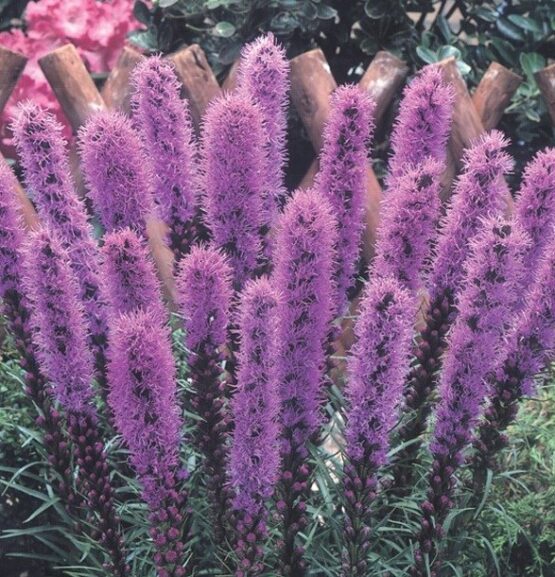 Liatris