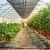 paradajz paprika plastenik leto